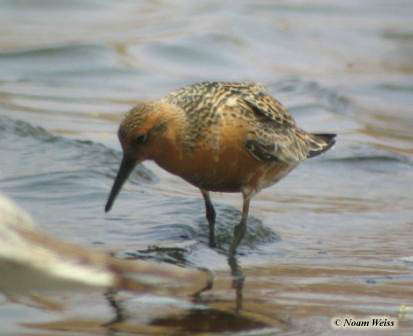 Red Knot Calidris canutus