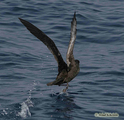 Sooty Shearwater Puffinus griseus