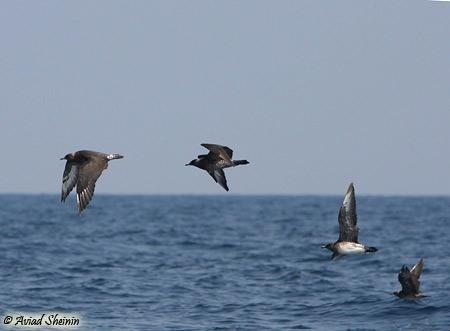 Pomarine Skua Stercorarius pomarinus