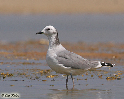 Sabine's Gull Larus sabini