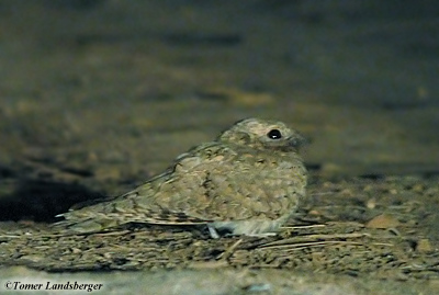 Egyptian Nightjar