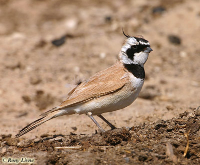 Temminck's Lark