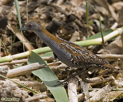 Baillon's Crake