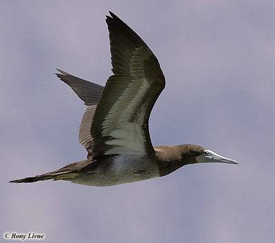 Brown Booby