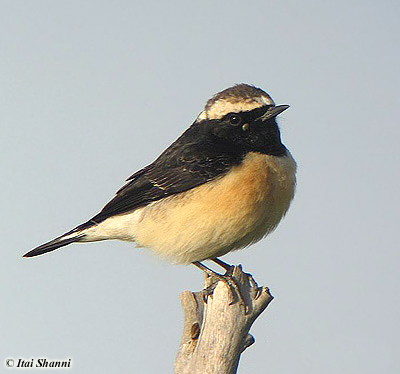 Cyprus Wheatear