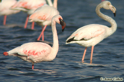 Lesser Flamingo