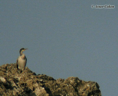 Shag 