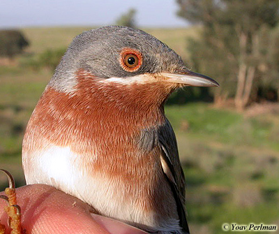 Subalpine Warbler