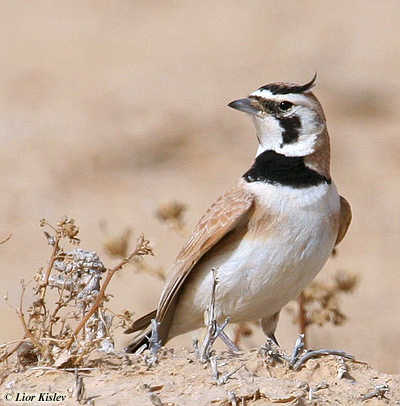 Temminck's Lark