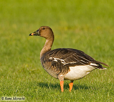 Bean Goose