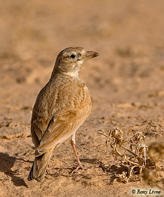 Dunn's Lark