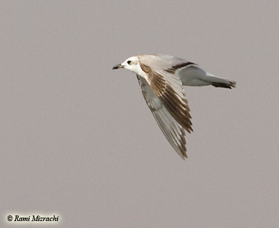 Mediterranean Gull