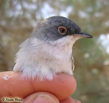 Menetries's Warbler