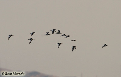 Oystercatcher