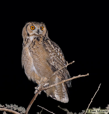 Pharaohs Eagle Owl Bubo bubo ascalaphus