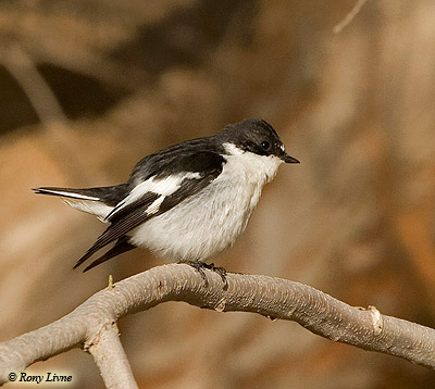 Semi-collared Flycatcher