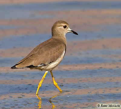 White-tailed Plover