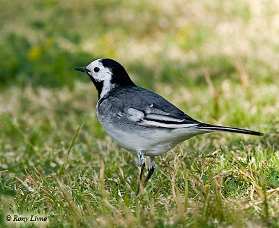 White Wagtail