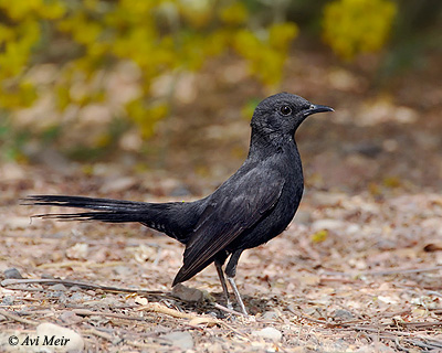 Black Bush Robin Cercotrichas podobe