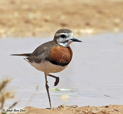 Caspian Plover Charadrius asiaticus