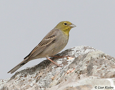 Cinereous Bunting Emberiza cineracea