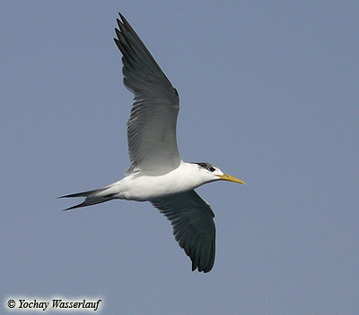 Crested Tern Sterna bergii