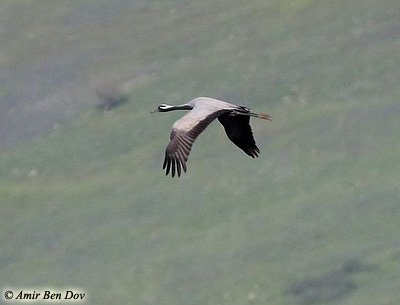 Demoiselle Crane Anthropoides virgo