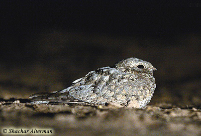 Egyptian Nightjar Caprimulgus aegyptius