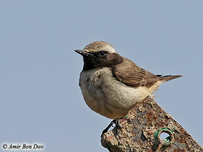 Kurdish Wheatear Oenanthe xanthoprymna