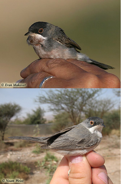 Menetries's Warbler Sylvia mystacea