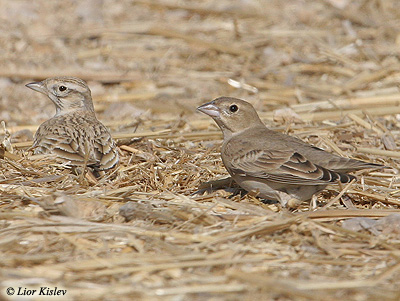 Pale Rock Sparrow Carpospiza brachydactyla