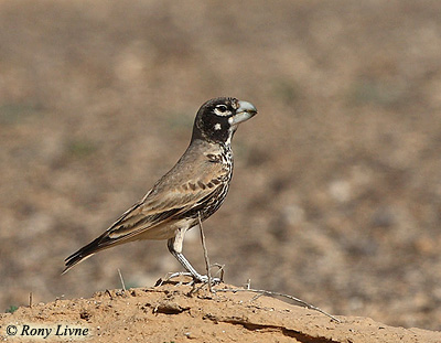 Thick-billed Lark Rhamphocorhis clotbey