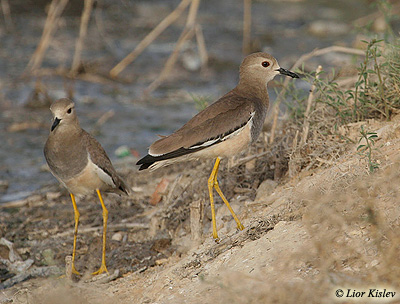 White-tailed Lapwing Vanellus leucurus