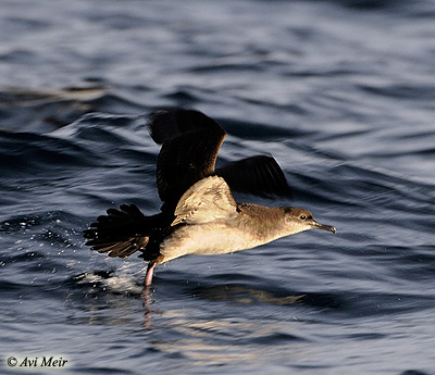 Yelkouan Shearwater Puffinus yelkouan