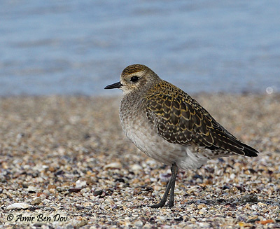 American Golden Plover Pluvialis dominica