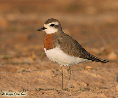 Caspian Plover Charadrius asiaticus