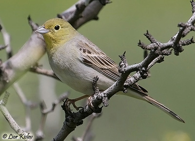 Cinereous Bunting Emberiza cineracea