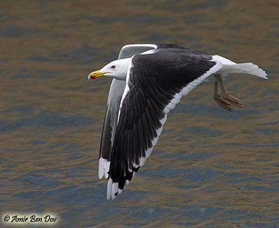 Great Black-backed Gull Larus marinus