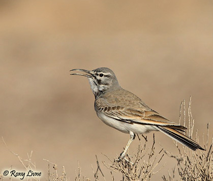 Hoopoe Lark Alaemon alaudipes