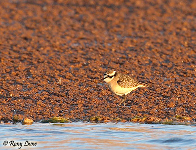 Kittlitz's Plover  Charadrius pecuarius