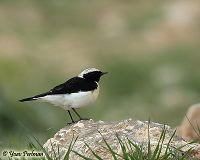 Pied Wheatear Oenanthe pleschanka