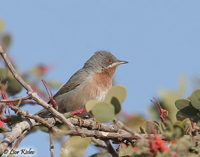 Subalpine Warbler Sylvia cantillans