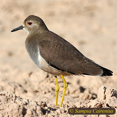 White-tailed Plover Vanellus leucurus