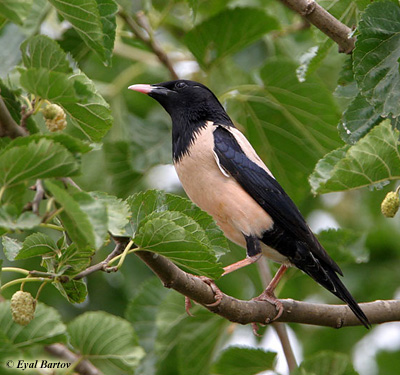 Rose-coloured Starling