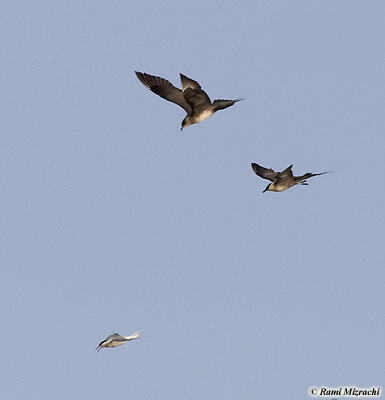 Long-tailed Skua