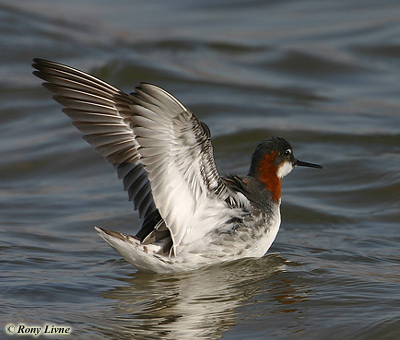 Red-necked Phalarope