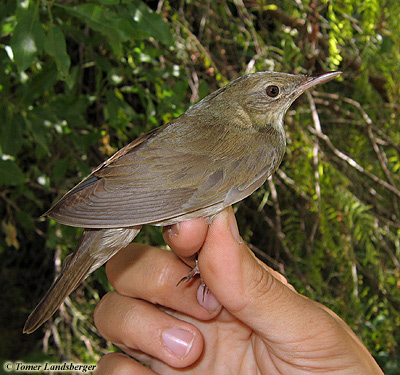 River Warbler