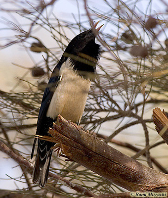 Rosy Starling