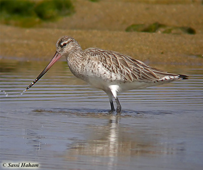 Bar-tailed Godwit