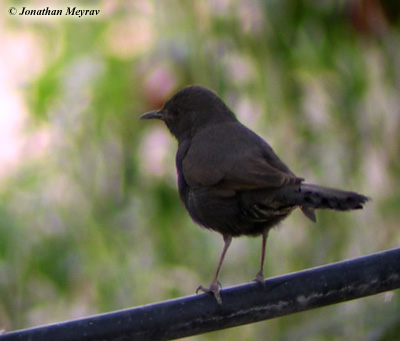 Black Bush Robin